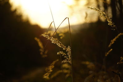 Close-up of wheat growing on field at sunset