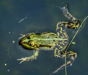 Close-up of turtle swimming in water