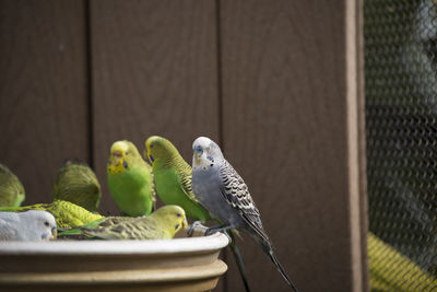 Close-up of parrot perching in cage