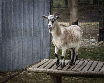 Goat standing on a wooden table