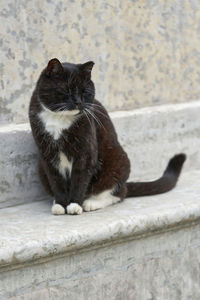 Cat sitting on wall