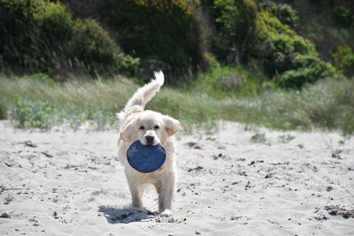 Portrait of dog standing on sand