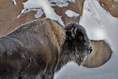 View of horse in snow