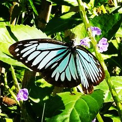 Close-up of butterfly pollinating on flower