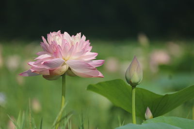 Close-up of pink water lily