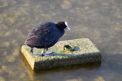 High angle view of bird perching on a lake
