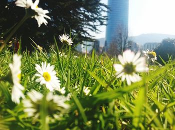 Close-up of flowers blooming on field