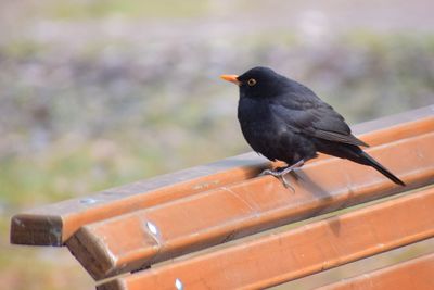 Close-up of bird perching on wood