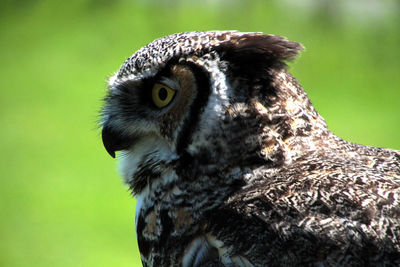 Close-up of great horned owl