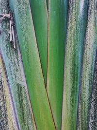 Full frame shot of succulent plant