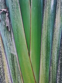 Full frame shot of succulent plant