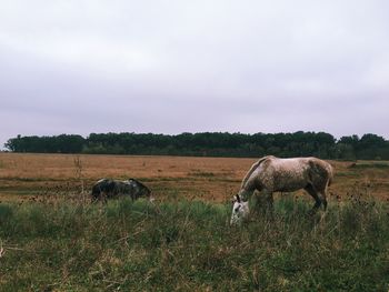 Horses on landscape