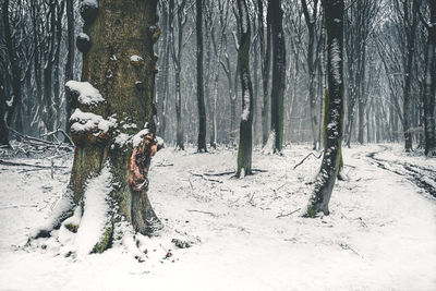 Rear view of trees on snow covered field during winter