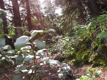 Flowering plants and trees in forest