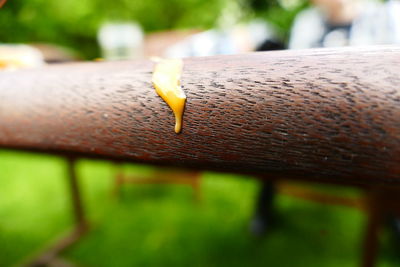 Close-up of insect on wet railing