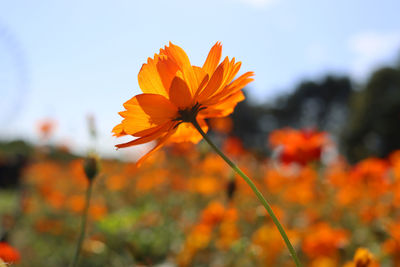 Close-up of orange cosmos flower against sky