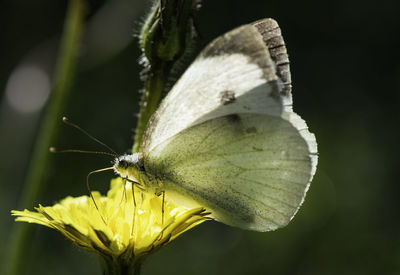 Close-up of butterfly pollinating on flower