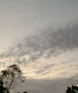 Low angle view of trees against cloudy sky