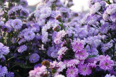 Close-up of pink flowering plants