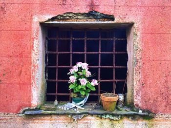 Red flowers growing on brick wall