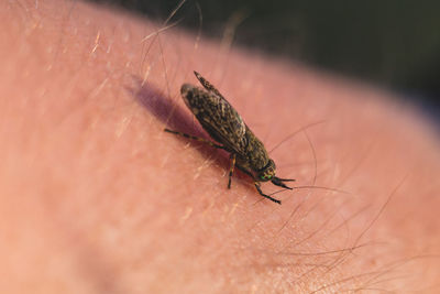 Close-up of insect on hand