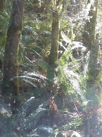 Close-up of fresh green plants in forest