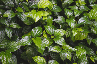 Close up of wildbetel leafbush or piper sarmentosum roxb, chaplo leaves