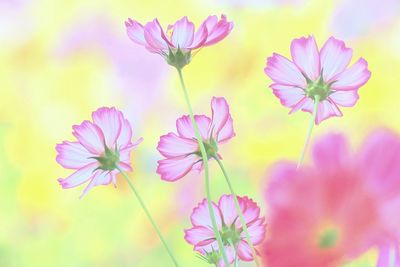 Close-up of pink flowering plant