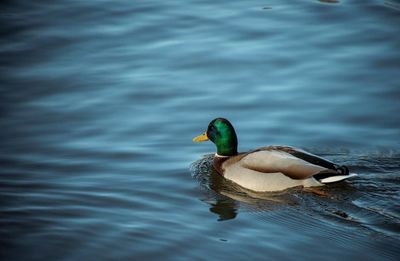 High angle view of mallard duck swimming in lake