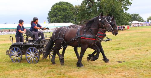 Horse cart on field