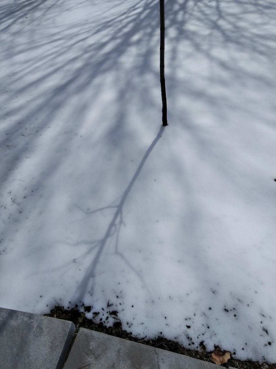 HIGH ANGLE VIEW OF SNOW ON FIELD AGAINST TREES