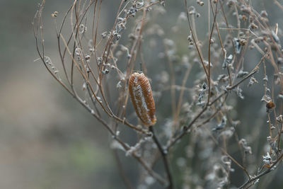 Close-up of flowering plant, capullo de mariposa, insecto,butterfly cap, insect