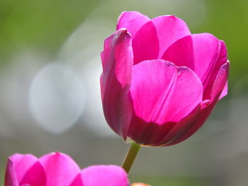 Close-up of pink tulips