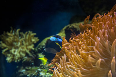 Close-up of fish swimming in sea