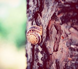 Close-up of shell on tree trunk