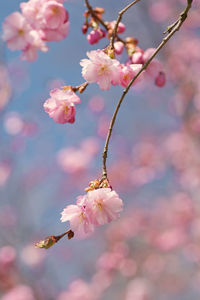 Close-up of pink cherry blossom