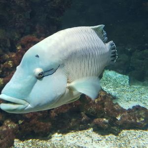 Close-up of fish swimming in sea