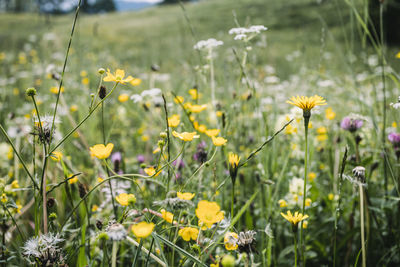 Close-up of yellow flowering plants on field