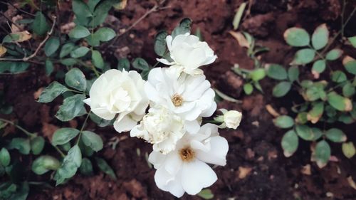 Close-up of white flowers