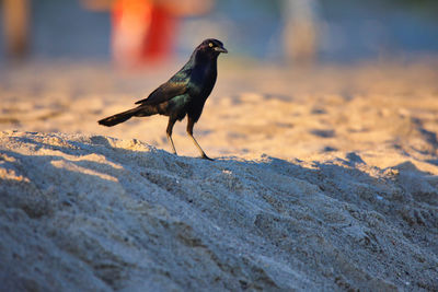 Bird perching on sand covered land