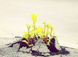 plant, sand, growth, nature, beach, leaf, flower, wall - building feature, close-up, fragility, day, cactus, no people, outdoors, sunlight, beauty in nature, field, copy space, growing, stem