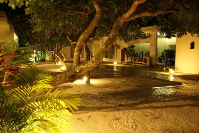 Palm trees by swimming pool at night