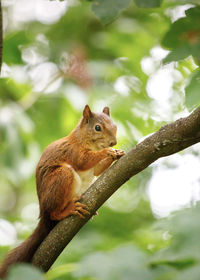 Close-up of squirrel on tree