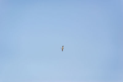 Low angle view of bird flying in sky