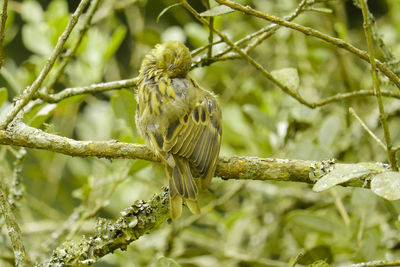 Close-up of bird perching on tree