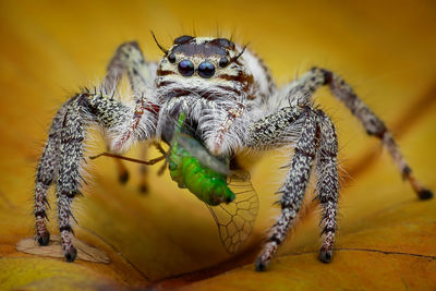 Close-up of spider