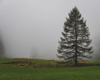 Pine tree on field against sky