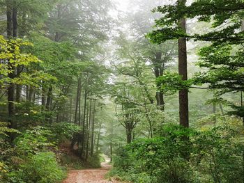 Footpath amidst trees in forest