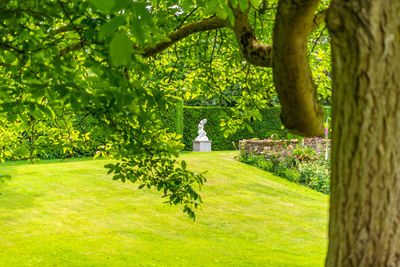 Trees growing in park