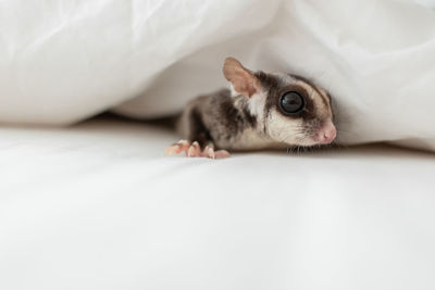 Cute little sugar glider crawling out of the bed sheet.